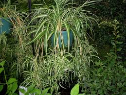Image result for Chlorophytum hirsutum