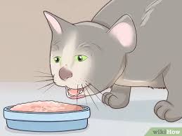 How To Treat Feline Acne 14 Steps With Pictures Wikihow