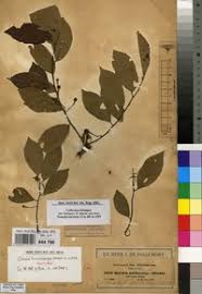Image result for Grewia trichocarpa