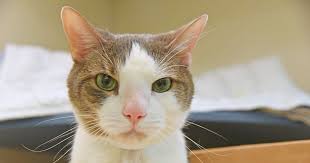 Maybe you would like to learn more about one of these? Cabot Aspca