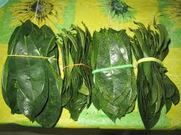 40 Guyabano Leaves To Make A Tea Drink 3x A Day Before Each Meal Wonder Tea Plant Leaves Leaves Filipino Dishes