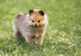Are you looking for teacup pomeranian puppy for sale? Ropwnavdiwbbnm