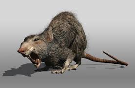 Rat Animal 3d Model Animals Pet Rats Rats