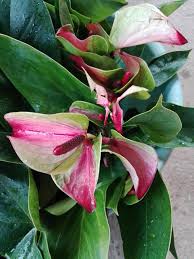 Selecting, keeping and growing a mother plant. Bankok Mother Plant 1000 Sita Luckmuthu Anthurium Center Facebook
