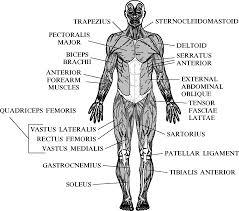 The bird's forelimbs (the wings) are the key to flight.each wing has a central vane to hit the wind, composed of three limb bones, the humerus, ulna and radius.the hand, or manus, which ancestrally was composed of five digits, is reduced to three digits (digit ii, iii and iv or i, ii, iii depending on the scheme followed), which serves as an anchor for the primaries, one of two groups of. Anatomy And Physiology Sciencedirect