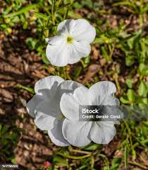 Image result for Cycnium