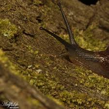 Image result for Urochloa comata