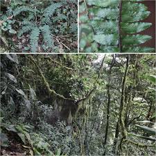 Image result for Asplenium goetzei