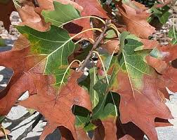 Flower arrangement size and shape: Bacterial Leaf Scorch Arborjet