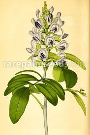 Image result for Indigofera secundiflora