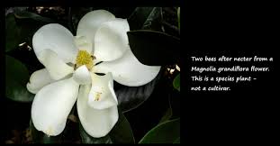 Image result for Magnoliaceae
