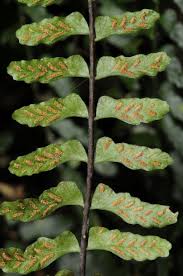 Image result for Asplenium inaequilaterale