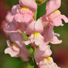 Image result for Antirrhinum majus