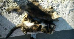 Mersin Sahilinde Kedi Katliami Mersin