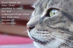 Die 10 Besten Bilder Zu Spruch Katze Spruch Katze Katzenspruche Katzen Zitate