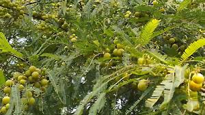Image result for Phyllanthus boehmii