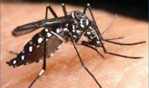 Langkah pencegahan yang boleh dilakukan oleh. Aedes Simpan Virus Denggi Dalam Telur