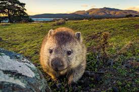 Image result for Common wombat
