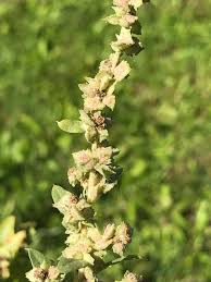 Image result for Atriplex