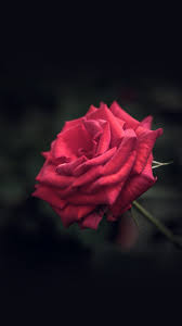 Red rose love theme wallpaper 1 1 3 apk androidappsapk co. Rose Flower Red Love Nature Blue Android Wallpaper 1242x2208 Download Hd Wallpaper Wallpapertip