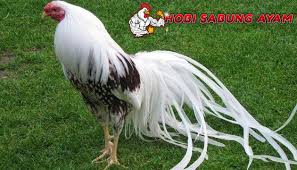 Mengenal Ayam Onagadori Yang Berasal Dari Jepang Sabung Ayam Online Ayam Jepang