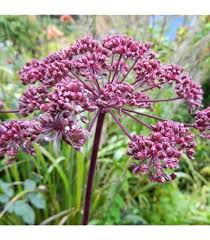 Image result for Hypoxis parvifolia