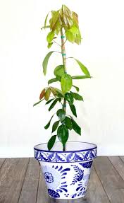 Maybe you would like to learn more about one of these? Cinnamon Tree