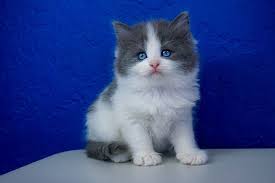We reserve the right to hold kittens for evaluation for show quality. Ragdoll Kittens For Sale Near Me Buy Ragdoll Kitten Www Ragcats Us Ragdollkittens Ragdoll Kittens For Sal Ragdoll Kitten Ragdoll Cat Ragdoll Cats For Sale