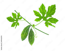 Image result for Momordica charantia