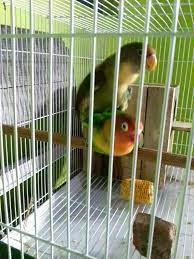 Check spelling or type a new query. Cara Agar Lovebird Cepat Bertelur Peternakan Dan Perkebunan
