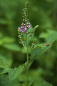 Image result for Viscum littorum