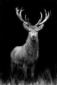 Rothirsch Sticker Pixers We Live To Change In 2021 Deer Photography Deer Pictures Deer Wallpaper