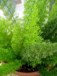 Image result for Asparagus pendulus