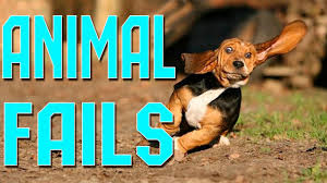 Funniest animal fails compilation 2015. Animal Fails Of The Week 1 April 2016 Animal Fail Videos Animal Fails Compilation 2016 Animal Fails Dog Fails Funny Animal Fails