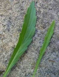 Image result for Conyza