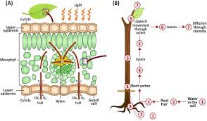 Solution or across a semipermeable membrane. Plant Water Relations Springerlink