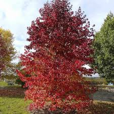 Image result for Liquidambar