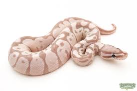 Albino Black Axanthic Ball Python Axanthic Banana Ball Python Ball Python Pet Snake Cute Snake