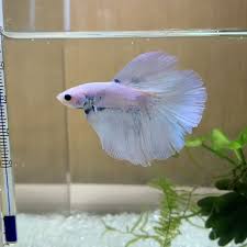 Beautiful Live Marble Halfmoon Betta Siamese Fighting Fish Halfmoon Betta Fish Type All Credit To Mayumi No Saka In 2020 Betta Fish Tank Pet Fish Betta Aquarium