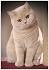 British Shorthair Kittens for Sale - Adoptapet
