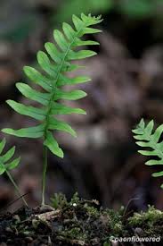 Image result for Polypodiaceae