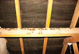 Sparkling clean agency is proud of the eco friendly cleaning techniques that are used in the houses of san mateo for deep cleaning, ensuring that we keep your house clean, while. Attic Cleaning San Rafael Ca Top Quality Cleaning Insulation Services