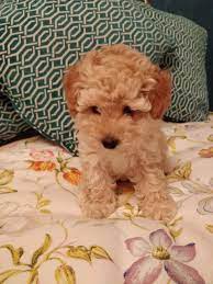 The cheapest offer starts at £800. Older Toy Poodles For Sale Pasteurinstituteindia Com