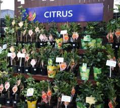 Apr 03, 2017 · fruit trees for brisbane. Fruit Tree Edible Plants Oxley Nursery Brisbane