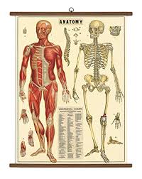 Buy Cavallini Papers Anatomy Vintage School Chart Online At