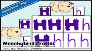Learn vocabulary, terms and more with flashcards, games and other study tools. Monohybrids And The Punnett Square Guinea Pigs Youtube