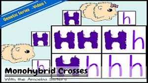 Monohybrid mice worksheet answer key. Monohybrids And The Punnett Square Guinea Pigs Youtube