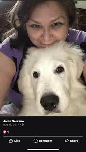 Boxer dogs as family pets