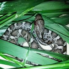 Mac MacAnanny (@macdad1126)