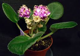 When a neck exists, the lowest row of leaves are well above the soil level and pot rim. Pin On African Violets Saintpaulia